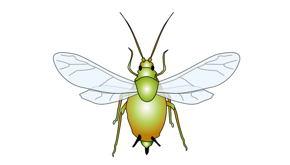 An illustration of a bug (aphid)